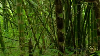 Uncut Muscle God Jerks Off In Jungle