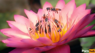 Twenty dicked flower hosts massive orgy