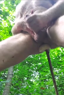 Thrusting a big dildo to the ass in the forest till cumshot