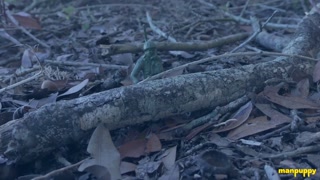 ManPuppy: Shrunken Soldier Captured By Richard Lennox Trapped In A Jar For Nasty Play