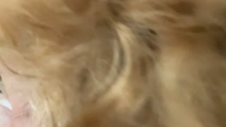 camera right at her face, see her grimace whimper as I pound her out from behind, hair pulling, rough sex dirty talk