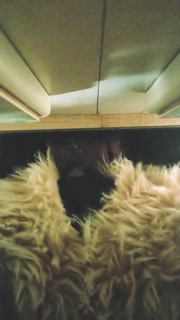 Sucario Pumps Dukes Muzzle Full of Warm Cum